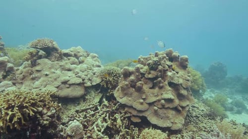 Colorful Coral Reef and Swimming Tropical Fish in Sea Water