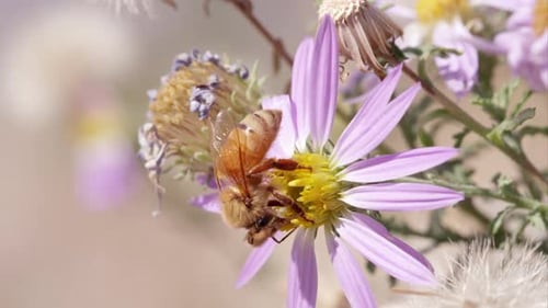 Honigbiene fällt von Kleeblume