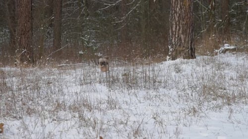 Funny Dog with Brown Fur Runs Along Meadow with White Snow