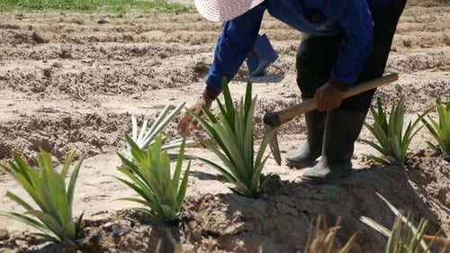 Pineapple cultivation
Pineapple Planting
Pineapple Growers
Shot On GH5 with 12-35 f2.8Lens
