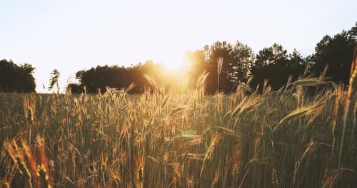 Summer Sun Shining Over Agricultural Landscape Of Green Wheat Field