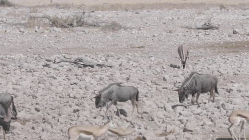 Wildebeest and Springbok Gather at Desert Waterhole