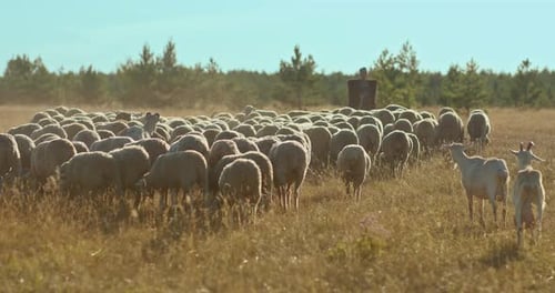 Mountain Shepherd Grazes a Flock of Sheep in a Pasture. Shepherd Drives Sheep with a Stick. , 10Bit