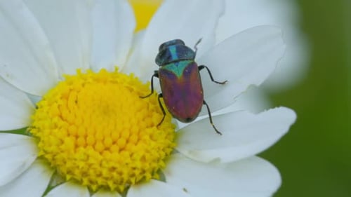 Jewel Beetle on Daisy Flower in Close Up