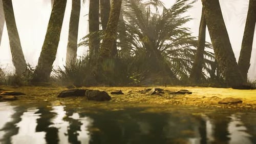 Misty Palm Trees in Tropical Jungle with Reflecting Water