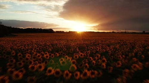 Hiperlapso de campo de girasoles al atardecer