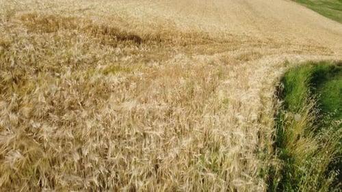 Wheat cereal field agriculture cultivation rural landscape aerial view