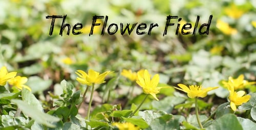 The Flower Field 5