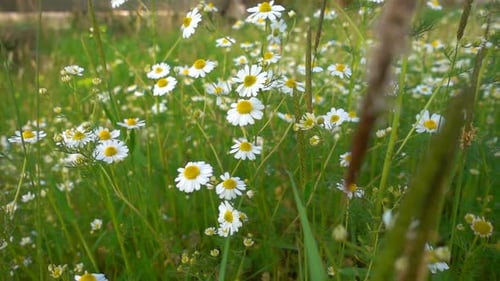 Field of Daisies Swaying in the Breeze