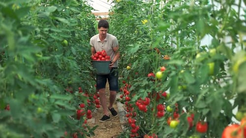 Young Adult Harvesting Tomatoes in Greenhouse
