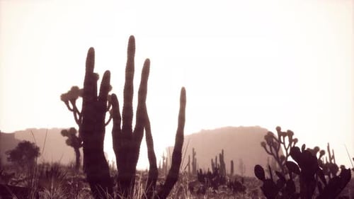 Rayo de luz solar que se dispara en el cielo del desierto