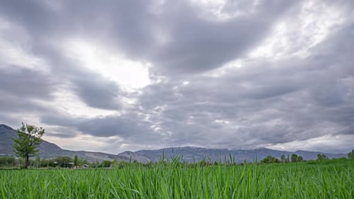 Light Blue Toned Sky Above Countryside Rural Field Landscape With Young Green Wheat Sprouts In