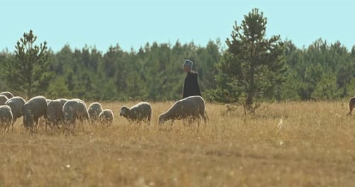 Shepherd and Flock Grazing in Golden Field