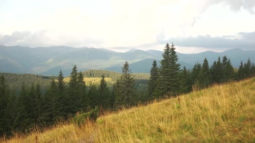 Scenic Mountain View with Evergreen Trees and Grass