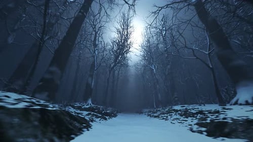 Forest alley in dense fog. Bare trees during winter. Dark moody landscape.