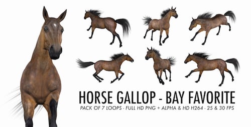 Horse Gallop - Bay Favorite - Pack of 7