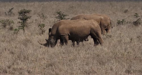 White Rhinoceros, ceratotherium simum, Male, Mother and Calf, Nairobi Park in Kenya, Real Time 4K