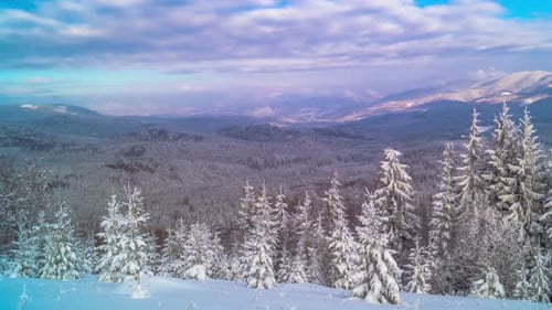 The Winter Mountain Forest
