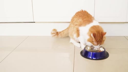 Fluffy Orange Cat Eating Food from Bowl