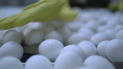 Egg Production b Roll