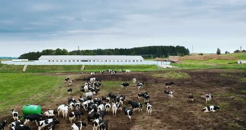 Cattle Herd Grazing in Rural Pasture