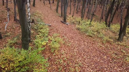 Autumn Forest 2