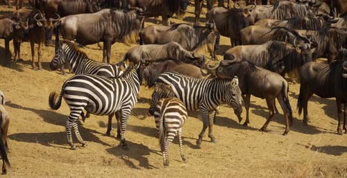 Wildebeest and Zebras Grazing on the African Plains