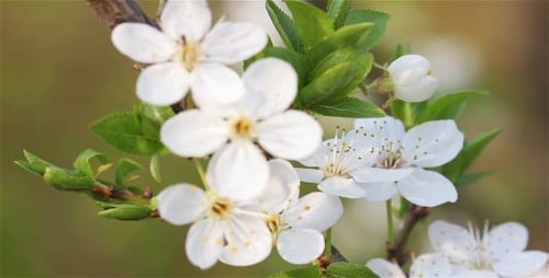 Flower Early Cherries (2 in 1)