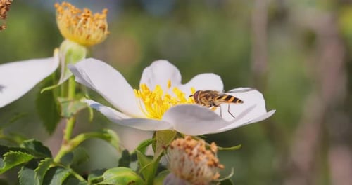 Bee on Flower Close Up in Summer
