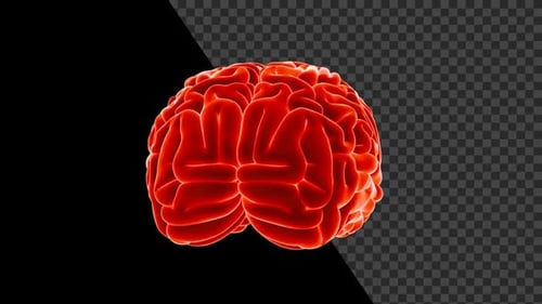 Human Brain Seamlessly Rotated With Alpha V2
