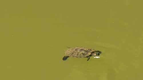 Turtle Swimming at the Pond