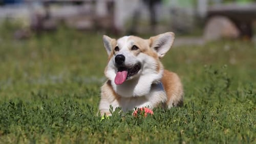 El
perro Corgi se acuesta en el césped del parque y mira a la cámara con la lengua sobresaliendo.