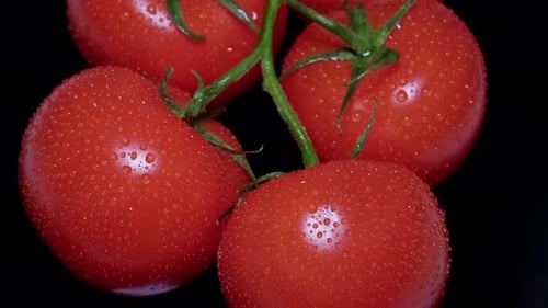Vue de dessus Macro de tomates rouges fraîches et humides
