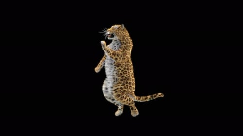 Leopard Dancing 4K