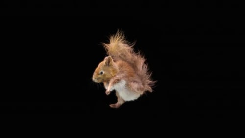 Realistic Brown Squirrel Running on Transparent Background
