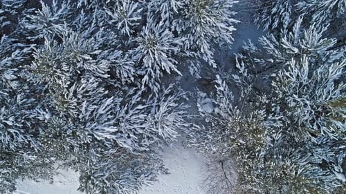 winter forest covered snow.