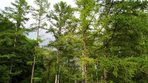 Immergrüne Kiefernzweige, Sommer-Luftaufnahme