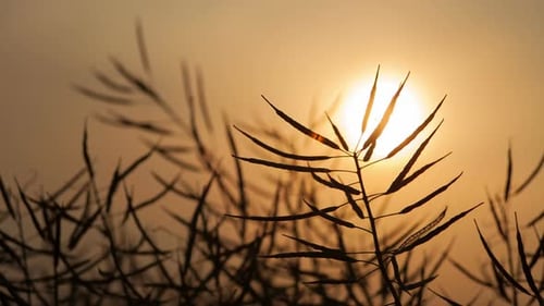 Ripe Canola at Sunset Close Up