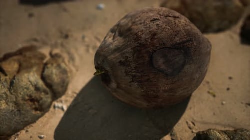Brown Coconut on the Beach Sand