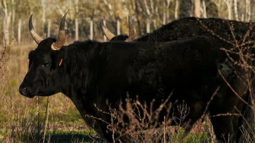 Camargue bulls, Petite Camargue, Gard, France