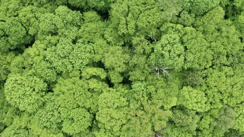 Green Trees In Forest