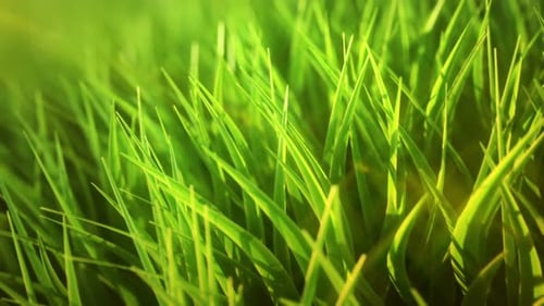 Endlose Nahaufnahmenimation, die das hochdetaillierte grüne Gras zeigt. Loopbar.
HD