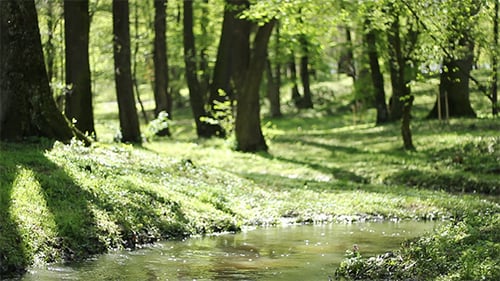 Small Park River Meanders