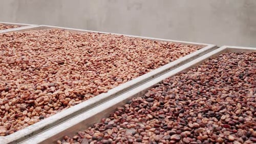 Dried Cherries At Coffee Factory