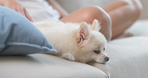 Small White Dog Relaxing on Couch with Owner