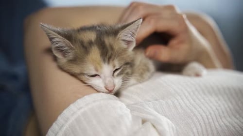 Sweet Kitten Sleeps Peacefully, Being Gently Petted