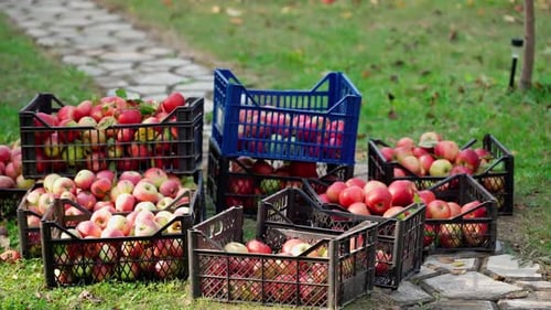 Fresh Apple Harvest Piled in Crates on Grass