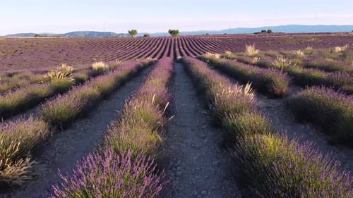 Lavender Field in Valensole