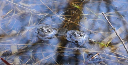 Blaue Kröte