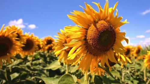 Closeup view of sunflowers. Taking sunflower blooming in a vast sunflowers field fluttering